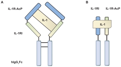 Figure 2 A diagram to illustrate the structural differences of the endogenous IL-1 receptor complex and the designer protein rilonacept. A) Rilonacept – a dimeric protein comprising the IL-1RI chain and IL-1R-ACP chain, linked by fusion to Fc domains which confer an extended half-life. B) Endogenous membrane bound IL-1 receptor complex of IL1-RI and IL-1R-AcP. Both receptor chains are required for IL-1 binding to initiate signal transduction. Rilonacept is able to bind IL-1β with greater affinity.