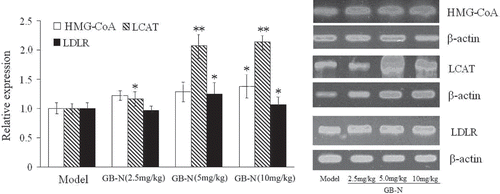Figure 3.  Effects of GB-N on levels of 3-hydroxy-3-methylglutaryl coenzyme A (HMG-CoA), lecithin cholesterol acyltransferase (LCAT) and low-density lipoprotein receptor (LDLR) mRNA determined by real-time polymerase chain reaction (RT-PCR). Compared with model group, *p < 0.05, **p < 0.01.