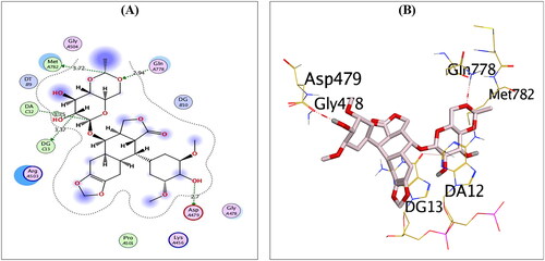 Figure 3. 2D (A) and 3D (B) illustrations revealing the binding interactions of the re-docked co-crystallised ligand (EVP) at the topoisomerase II-DNA complex active site, where red dashed lines stand for H-bonds, and black ones stand for H-pi bonds.