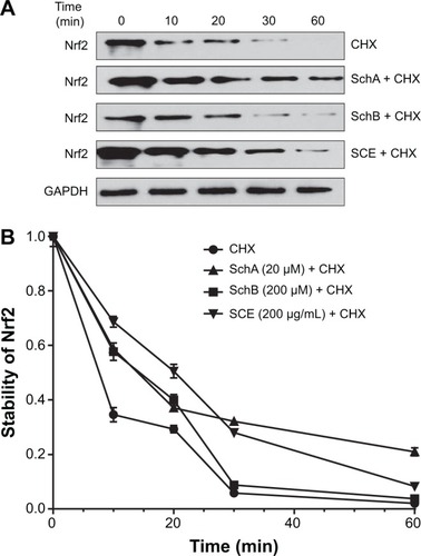Figure 11 Effect of SCE, SchA, and SchB on Nrf2 protein stability in human hepatocellular liver carcinoma cell line cells.