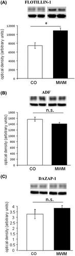 Figure 3. Protein levels of Flotillin-1 are increased after spatial learning in the mouse hippocampus. Levels of (A) Flotillin-1, (B) ADF, and (C) DAZAP-1 in hippocampal tissue of mice trained in the Morris water maze (MWM) and yoked controls (CO) (n = 6–8 per group). Inserts depict representative images of original Western blots of target proteins and β-tubulin loading control, respectively. All data display optical densities as mean ± SEM. *P < 0.05; n.s. = not significant.