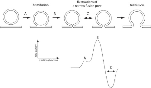 Figure 6.  Stages vesicles undergo to accomplish the regulated release of chemical messengers. Fusion of vesicle and the plasma membrane represents the key event in regulated release of neurotransmitters and hormones. This process is thought to begin with the formation of a hemi-fusion stalk (transition A), an intermediate structure connecting the outer leaflets of fusing membranes (reviewed in [Citation3]). The hemi-fusion stalk then proceeds into a fusion pore (transition B), an aqueous channel connecting a spherical vesicle and the nearly ‘flat’ plasma membrane, through which cargo molecules diffuse from the vesicle lumen into the cell exterior. Fusion pore can reversibly vary its diameter (transitions C). The results of this paper show that fusion pores exhibit stability, which is depicted in the reaction diagram (bottom right). During the intermediate state (C), which is energetically stable, the fusion pore diameter may be too narrow to permeate luminal cargo molecules and therefore this state could be considered release incompetent [Citation7,Citation8]. Following the delivery of a stimulus, vesicles in state C may transit into a state with a wider fusion pore diameter, leading into a state of full fusion.