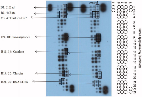 Figure 8. The effects exerted by 15a on the expression of apoptosis-related proteins using the Human Apoptosis Array kit in K562 cells.