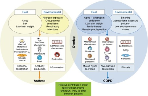 Figure 2 Pathophysiology of asthma, COPD, and overlap.