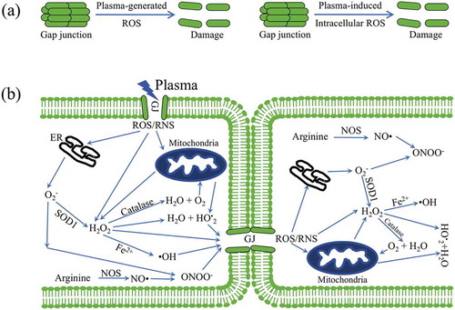 Figure 8. Plasma-generated ROS induced bystander effect via gap junction: (a) plasma-generated ROS and plasma-induced intracellular ROS resulting into the damage of gap junction; (b) cell death induced by plasma-oxidative stress in neighboring cells in mediated by a bystander effect. In the left cell, plasma-generated ROS stimulation of the mitochondria and endoplasmic reticulum (ER) leads to the generation of ROS. The transfer of ROS and RNS to neighboring cells via dysfunction GJ. Here, we show that plasma activated cell-cell communication between neighboring cells via dysfunction GJ.