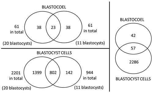 Figure 2. Venn diagrams over protein identifications in bovine blastocoel fluid and blastocyst cells with an overview of the proteins in each biological replicate. Figure not to scale.