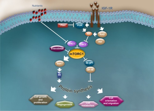 Figure 5 The mammalian target of rapamycin signaling pathway.