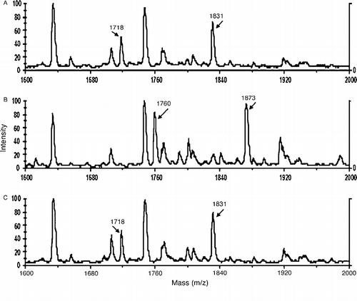 Figure 3 MALDI-TOF mass spectra showing the acyl-albumin adduct on Tyr 411. Panel A is untreated control albumin digested with pepsin. The Tyr 411 containing peptides at 1718 and 1831 amu are indicated. Panel B shows the acylated albumin peptides at 1760 and 1873 amu derived from the reaction of albumin with p-NPA. Panel C shows that the reaction of albumin with o-NTFNAC yields the same peptides as untreated control. The absence of acylated peptides for the reaction with o-NTFNAC suggests that deacylation is rapid with this substrate and that the rate determining step is the formation of the acyl-albumin adduct.