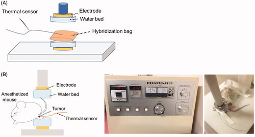 Figure 1. The device used for local RF-induced hyperthermia treatment and heating methods for in vitro and in vivo experiments. (A) In vitro experimental setup. (B) In vivo experimental setup. The tumor on one side of the leg was heated at 42.5 °C for 20 min under anesthesia. The temperature on the tumor surface was monitored during heating.