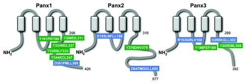 Figure 2. Panxs contain putative endocytotic recognition sequences and endolysosomal targeting sequences. Each Panx subunit contains four transmembrane domains, two extracellular loops, and three intracellular domains, including an N-terminus (NH2), intracellular loop, and a highly divergent C-terminus (COOH). The Panx2 C-terminus is the most highly divergent domain in terms of sequence homology and length, at over twice the length (361 amino acids – residues 316–677) of the Panx1 (128 amino acids - residues 298–426) and Panx3 C-termini (103aa – residues 289–392). Amino acid position of the predicted fourth transmembrane domain and the terminal amino acid of each C-terminus are indicated next to their corresponding domains. A combination of known signaling sequences and bioinformatics tools predict that each Panx protein contains both endolysosomal targeting sequences (BLUE; “*TRG_LysEnd_APsAcLL” - http://elm.eu.org/) and endocytotic recognition sequences (GREEN; “TRG_ENDOCYTOTIC_2” - http://elm.eu.org/) that putatively interact with GGA adaptor and AP protein complexes – key players in clathrin-mediated endocytosis.Citation49-Citation51