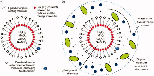 Figure 3. Schematic representations of (A) the structure of functional magnetic nanoparticles (MNPs) for MRI applications and (B) a colloidal nanoparticle suspended in biological media.