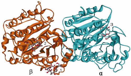 Figure 2. The three possible binding sites 1, 2 and 3 predicted by global dockings, in which tubulin protein (1TVK) is shown as ribbon and PLA is shown as stick colored by element.