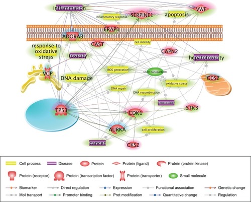 Figure 5 Core networks of significantly AgNP-associated genes.Notes: The simplified pathway shows major associations among the genes related to the toxicity of retained cAgNPs and was carefully curated based on the number of references and connectivity. The pathway is derived from previous complex interactions analyzed by Pathway Studio or Ingenuity Pathway Analysis. Red and blue highlights indicate up- and downregulated genes, respectively. The green highlight indicates AgNP-associated cell processes, diseases, or related genes.Abbreviation: cAgNP, citrate-coated silver nanoparticle.