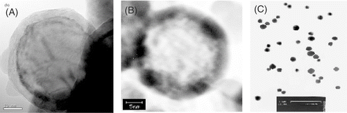 Figure 1. (A) TEM of Fe@C nanopowder, (B) Fe@C nanocage, and (C) Carboplatin-Fe@C-loaded chitosan nanoparticles.