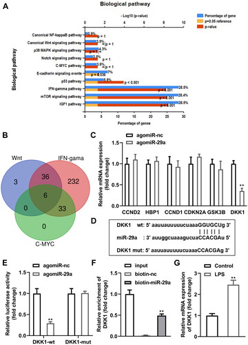 Figure 6. DKK1 is a downstream target gene of miR-29a in HGFs. (A) KEGG analysis of genes bind with miR-29a (B) Venn diagram of genes shared by Wnt, IFN-gama, and C-MYC pathways. (C) mRNA levels of six shared genes in HGFs transfected with agomiR-29a. (D) Bioinformatics predicted the binding sites between miR-29a and DKK1. Identification of the interaction between miR-29a and DKK1 by (E) dual-luciferase reporter assay and (F) RNA pull-down assay. (G) RT-qPCR was performed to determine the DKK1 levels. **p < 0.01. RT-qPCR: reverse transcription quantitative real-time PCR.