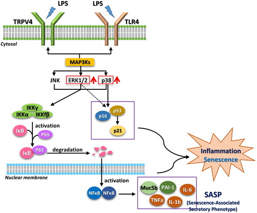 Figure 4. Proposed signaling pathways of LPS-induced ALI and senescence. Stimulation by LPS results in activation of MAP3Ks. MAPKs including ERK1/2 and p38 are activated and induce inflammation and senescence through p16 and p53. Increased transcription of the senescence-associated secretory phenotype (SASP) and inflammation genes are regulated by the IKK/NF-κB pathway.