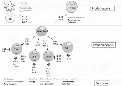 Figure 2. Mechanism of action of the cytokines from the IL-12 family. In grey their positive functions and in black their negative functions.