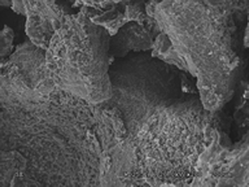 Figure 2. Nano-hydroxyapatite artificial bone under scanning electron microscope.