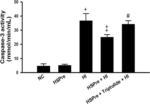 Figure 8. The level of caspase-3 activity that increased in HI was attenuated by HSPre. Caspase-3 activity was analysed according to the commercially available protocol (Sigma). Equal concentration of extract protein was reacted with caspase-3 substrate (Ac-DEVD-p-NA), and then the cleaved p-NA was detected at OD 405 nm and was calculated from the p-NA standard curve to gain intensity of caspase-3 activity. †p < 0.05 in comparison with NC. ‡p < 0.05 in comparison with HI. #p < 0.05 in comparison with HSPre + HI. Data were presented as the means ± SD of three independent experiments. Please see the legends of Figure 1 for group abbreviations.