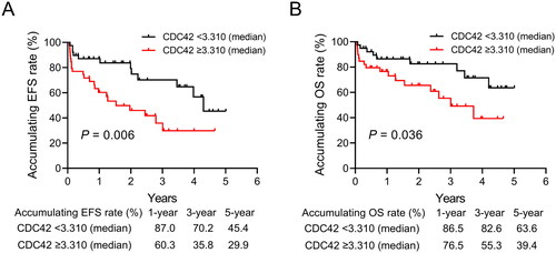 Figure 2. Adult Ph− ALL patients with CDC42 ≥ 3.310 exhibited a shorter EFS and OS. Comparison of EFS (A) and OS (B) between adult Ph− ALL patients with CDC42 ≥ 3.310 and <3.310.