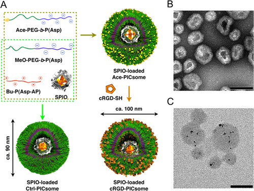 Figure 8. Schematic representation of the method used to prepare SPIO-loaded PICsomes and TEM images of the resulting PICsomes. (A) Schematic representation of the protocol used to prepare SPIO-loaded PICsomes. (B) TEM image of SPIO-loaded 40%-cRGD-PICsomes stained with uranyl acetate. (C) TEM image of unstained SPIO-loaded PICsomes. Scale bars = 100 nm in all images.