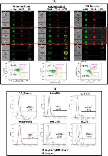 Figure 3. Drug Resistance Associated Cancer Stem-like Cells. (A) Representative images of parental MiaPaCa-2 and its CIS- or GEM-resistant cell lines are shown, each cell type is represented by a column of three sets of images simultaneously acquired in ImageStreamx flow cytometry using ImageStreamX System. Middle panel highlighted by red box show CD44+/CD24+/HER2+ cancer stem like cells in GEM-resistant and CIS-resistant lines compared to parental cell line missing HER2 expression in CD44+/CD24+ population. From left to right: bright field (gray), CD44-FITC (green), CD24-PerCp Cy5.5 (Red) and HER2 PE (Yellow) for MiaPaCa-2 parent (Left panel) and drug resistant lines (GEM-resistant in Middle and CIS-resistant in Right panels). A panel below is the screen-capture of the IDEAS analysis showing differential dot plot representing CD44+/CD24+ for parent (Left panel) and drug resistant derivatives of MiaPaCa-2 (Middle and Right panels). (B) Shows the staining for ABCG2 gated on EpCam+/CD44+/CD24+ cells of parental, CIS-, and GEM-resistant L3.6 and MiaPaCa-2 cell lines