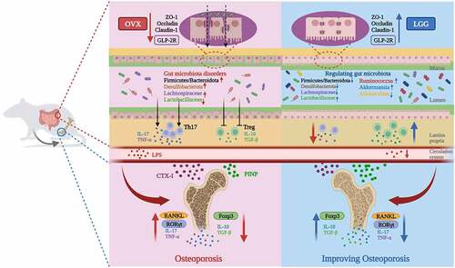 Graphical summary. LGG alleviates osteoporosis in ovariectomized rats by modulating the gut microbiome and intestinal barrier and improving Th17/Treg balance in gut- bone.