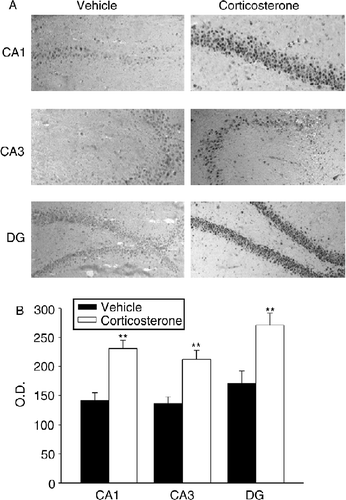 Figure 2.  Effect of corticosterone administration on hippocampal nociceptin expression. (A) Representative photomicrographs showing the increase in CA1, CA3, and DG areas in vehicle (sesame oil) (left panels) and rats injected with corticosterone (1 mg/kg s.c.) (right panels). Immunohistochemical pictures are shown together with their localization in the hippocampus at level – 2.8 mm of bregma. All images are magnified equally (200 × ). (B) Semiquantitative analysis of N/OFQ immunoreactivity signal in hippocampal subfields. Values are expressed as means OD ± SEM (n = 6) rats per group. **p < 0.01 versus corresponding vehicle-treated group (Student's t-test).