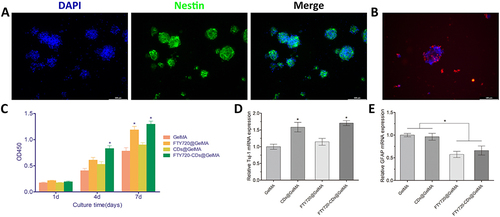 Figure 7 Proliferation of NSCs in different hydrogels. (A) Identification of isolated cells, which were spherical in shape and positively expressed Nestin (green). Cell nuclei were stained with DAPI (blue). Scale bar: 100 μm; (B) Normal growth of neural stem cells in hydrogels. Cell nuclei were stained with DAPI (blue) and neurons were stained with Tuj-1 (red), scale bar: 100 μm; (C) Absorbance measurements of different groups of hydrogels; (D) Expression of newborn neurons in different groups of hydrogels; (E) Expression of astrocytes in different groups of hydrogels. *Indicates P<0.05.