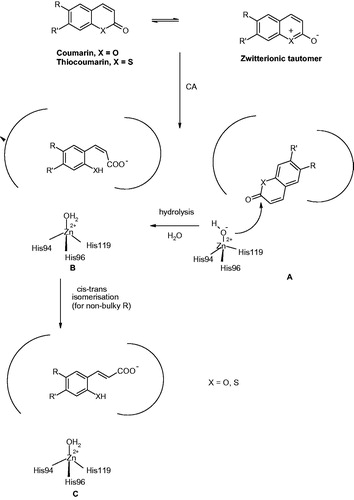 Figure 10. Proposed inhibition mechanism of CAs by coumarins/thiocoumarins, leading to cis- or trans-2-hydroxy/mercapto-cinnamic acids. (A) Hydrolysis of the lactone ring. (B) Movement of the hydrolysis product (as cis stereoisomer) toward the entrance of the active site cavity. (C) Cis-trans isomerization of the hydrolysis productCitation124,125.