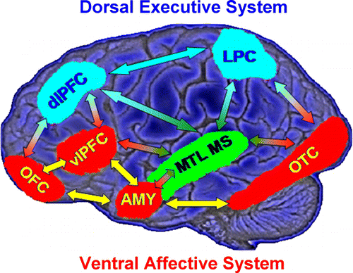 Figure 2.  Neural systems involved in cognitive/executive (dorsal) versus emotional (ventral) processing. The dorsal system includes brain regions typically associated with “cold” executive (ColdEx; colour-coded in blue) functions, such as the dorsolateral prefrontal cortex (dlPFC) and the lateral parietal cortex (LPC), which are critical to active maintenance of goal-relevant information in working memory (WM). The ventral system includes brain regions involved in “hot” emotional (HotEmo; colour-coded in red) processing, such as the amygdala (AMY), the ventrolateral PFC (vlPFC), and the medial PFC. Other brain regions that these systems interact with (MTL MS, OTC) are also illustrated. MTL MS = medial temporal lobe memory system, OFC = orbitofrontal cortex, OTC = occipitotemporal cortex. Monochromatic arrows represent connections within the same system, whereas bichromatic arrows represent connections across systems. Although visual cortical areas illustrated here (OTC) are not technically part of the HotEmo system, they are coloured in red because these areas are susceptible to influences from emotion processing regions. This representation does not include all regions that are part of the two systems, as in its present format it does not include medial brain regions. Adapted from figure provided by Dr. Lihong Wang.