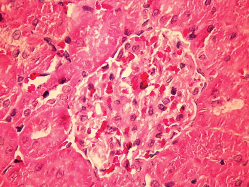 Figure 1. Kidney tissue of control (C) group of animals (HE ×400).