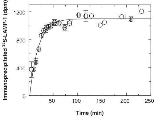 Figure 7. Biosynthetic processing of immunoprecipitable 35S-LAMP-1. P388D1 cells were starved in methionine-free medium for 30 min at 37°C. At time zero, 35S-methionine was added at 10-7 M (specific activity = 1175 Ci/mmole) and cells were labelled for 5 min. 35S-LAMP-1 was then chased for the indicated time, immunoprecipitated, processed via SDS-PAGE and quantitated by scintillation counting. The data were obtained by combining the values for total newly-synthesized soluble immunoprecipitable 35S-LAMP-1 as from all non-crosslinked fractions of the kinetic experiments to follow. Since all experiments did not extend across the entire time-course, data from individual experiments were normalized to a best-fit steady state that started at approximately 60 min and averaged around 1000 dpm. The average from the different experiments is shown. Vertical error bars indicate variation (SEM) among the data obtained in the time intervals indicated by the horizontal bars. The first-order curve, fitted to the data with the background as a free parameter, indicated a half-time of 14 min for the processing of LAMP-1 into immunoprecipitable full-length protein.