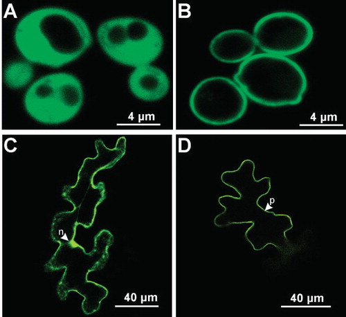 Figure 3. Subcellular localization of LjPLT4-GFP fusion protein in Saccharomyces cerevisiae and of LjPLT4-eYFP transiently expressed in Arabidopsis thaliana leaf epidermal cells. GFP and eYFP fluorescence was detected by confocal microscopy. Localization of GFP (A) and LjPLT4-GFP (B) in yeast cells and localization of eYFP (C) and LjPLT4-eYFP (D) in Arabidopsis epidermal cells are presented in colour in the online version. n: nucleus; p: plasma membrane.