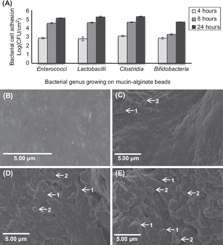 Figure 6. Effect of coating duration on the adhesion of simulated human gut microbiota on mucin–alginate beads. (A) Bacterial cell adhesion during the bead coating process was determined using plate counting and expressed as log (CFU.cm‐ 2). (B-E) Scanning electron microscope (SEM) images of mucin–alginate beads coated with simulated human gut microbiata after: (B) 0 hour, (C) 4 hour, (D) 8 hour and (E) 24 hour incubation. Elongated-shaped bacilli are labeled 1 and rounded-shaped cocci are labeled 2. On time 0, mucin–alginate beads were coated with a 1% (v/v) bacterial inoculum of simulated human gut microbiota. All experiments were conducted in triplicates. Values are expressed as means ± SEM.