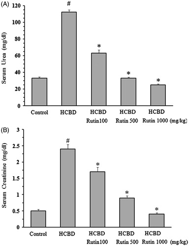 Figure 1. Effects of rutin on concentration of serum urea (A) and creatinine (B) in rats treated with hexachlorobutadiene (HCBD). Rutin was administrated intraperitoneally 1 h before HCBD injection (100 mg/kg, i.p.). Control rats were received saline as vehicle. Data are shown as mean ± SEM (n = 6). #p < 0.001 compared to control; *p < 0.001 as compared with HCBD group.
