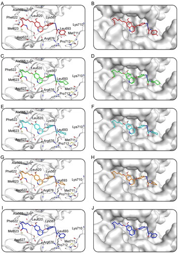 Figure 6. The X-ray crystal structure and the predicted docking poses of Hits 1–5 at the AXL active site: (A,B) Hit-1; (C,D) Hit-2; (E,F) Hit-3; (G,H) Hit-4; (I,J) Hit-5. Compounds are indicated as sticks with different atom colours (red for Hit-1, green for Hit-2, cyan for Hit-3, orange for Hit-4, dark blue for Hit-5). AXL is colour-coded by gray. The surfaces of AXL are colour-coded by gray. Hydrogen bonds are indicated by dashed black lines.