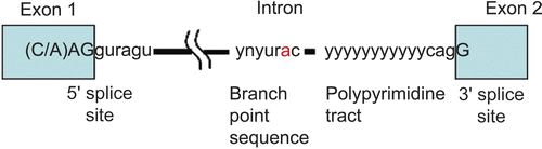 Figure 3.  Elements involved in alternative splicing of pre-mRNA. Exons are indicated as boxes, introns as thin lines. The 5’ splice-site (CAGguaagu) and 3’ splice-site cagG, as well as the branch point (ynyurac) and polypyrimidine tract (yyyyy), are indicated (y: c or u, n: a, g, c, or u, r: a or g). Upper case letters refer to nucleotides that remain in the mature mRNA.