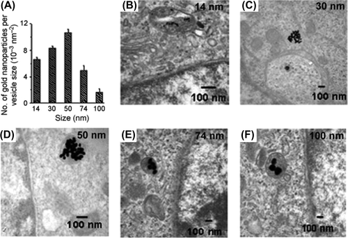 Figure 6. Transmission electron microscopy imaging and measurements of gold nanoparticles in cells. A) Graph of number of gold nanoparticles per vesicle diameter for various nanoparticle sizes. B)–F) TEM images of gold nanoparticles with sizes of 14, 30, 50, 74, and 100 nm, respectively, trapped inside vesicles of a HeLa cell.