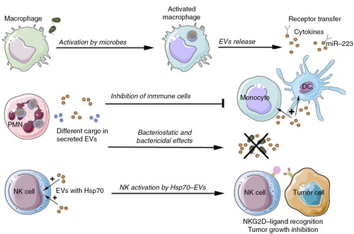 Fig. 5.  Physiological role of EVs related to cells of the innate immune system.Activated macrophages release EVs that contain cytokines, miR-223 and carry out lateral transfer of receptors influencing myeloid cell proliferation and differentiation. Neutrophilic granulocytes (PMN) produce different types of EVs, depending on the type of stimulus. Neutrophil-derived EVs counteract the activation of immune cells or inhibit bacterial growth directly. EVs containing HSP-70 activate NK cells to combat tumour cells. DC=dendritic cell; NK=natural killer; NKG2D=natural killer group 2D; HSP=heat shock protein.