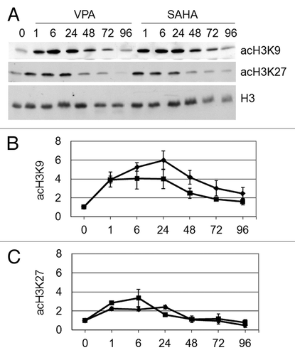 Figure 3. Effects of VPA or SAHA on H3 acetylation at specific lysine residues. Kasumi-1 cells were incubated or not (time 0) in the presence of 2 mM VPA or 1 μM SAHA for the indicated times (hours). (A) Western Blotting was then performed with the indicated antibodies. (B and C) Graphs represent (mean ± SEM of data from three independent experiments) H3 acetylation following VPA (diamond) or SAHA (square) at K9 (B) or K27 (C), as determined by densitometry of bands. Values were intra-experimentally normalized for H3 content and expressed as fold-increase with respect to the time 0 value. Differences within the same time point were not statistically significant, as determined by the Student’s t-test for paired samples.