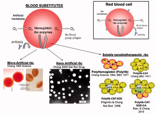 Figure 8. Upper: comparing red blood cell substitutes to red blood cells. Lower Left: Artificial red blood cells of microscopic dimensions that can reversibly “crenate” in hypertonic solution. Lower Middle: Nano Artificial cells red blood of 80 nanometer mean diameters with Polyethylene-polylactide membrane. Lower right: 4 types of soluble nanobiotherapeutic complexes. Updated from Chang [Citation9,Citation10] with copyright permission.