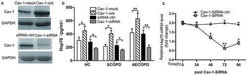 Figure 3 Effect of Cav-1 levels on Hsp70 expression. PBMCs were transfected with Cav-1-plasmid or mock, Cav-1 siRNA or control siRNA as described in the “Materials and Methods” section. (a) After 36 h, Cav-1 expression in the cells was detected by Western blot. Representative blots of three independent experiments are shown. GAPDH was used as a loading control. o/e: overexpression. (b) After 48 h, Hsp70 levels in supernatants were measured by ELISA. Each data point represents an individual subject; data are shown as mean ± SD; *p<0.05, **p<0.01 (SCOPD, n=30; AECOPD, n=28). (c) Relative Hsp70 mRNA in PBMCs were transfected with Cav-1 siRNA for indicated times. Data are shown mean ± SD (n=3); *p < 0.05, **p < 0.01. Similar results were obtained in at least three independent experiments.