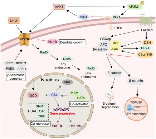 Figure 5. AAK1 is involved in Notch and WNT signalling pathway. Firstly, AAK1 mediates the interaction of Notch and Eps15b, which accelerates the Notch pathway. Secondly, AAK1 negatively regulates WNT signalling by promoting CME of LRP6. Meanwhile, WNT activates AAK1-activated AP2M1 phosphorylation to promote endocytosis.