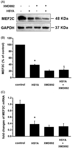 Figure 5. HSYA suppresses MEF2C gene expression in culture-activated HSC. Culture-activated HSC, after serum-starvation for 24 h, were treated with HSYA (30 µM), XMD 8–92 or combination of HSYA and XMD 8–92 for 48 h, then cell were harvested. (A) HSC lysates were then subjected to Western blotting to evaluate MEF2C, and blots were reprobed with antibody against GAPDH to assure equal sample loading. The blots shown are representatives of three independent experiments with similar results. (B) The density of bands representing MEF2C was quantified by densitometric scanning from three independent experiments. (C) Total RNA extracted from culture-activated HSC was used to determine mRNA expression of MEF2C by real-time PCR and normalized to the expression of GAPDH. Results represent means ± SD of three separate experiments. Significance is defined as follows: *p < 0.05 compared with control; §p < 0.05 compared with cells treated with HSYA alone by ANOVA.