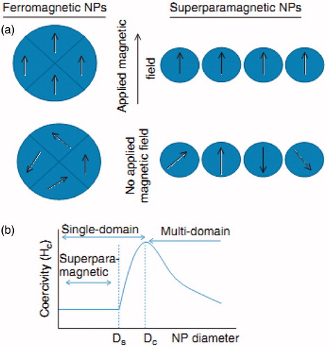Figure 2. Magnetization behaviour of ferromagnetic and superparamagnetic NPs under an external magnetic field. (a) Domains of a superparamagnetic and ferromagnetic NPs align with the applied external magnetic field. In the absence of an external field, ferromagnetic NPs will keep a net magnetization, while superparamagnetic NPs will display no net magnetization since quick setback of the magnetic moment. (b) Relationship between NP size and the magnetic domain structures. Ds and Dc are the “superparamagnetism” and “critical” size thresholds [Citation33].