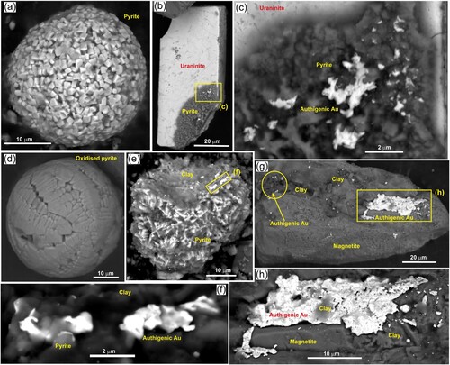 Figure 6. SEM electron backscatter images of some iron minerals relevant to accumulation of super-fine authigenic gold, extracted from the settling pond sediment. (a) Authigenic pyrite framboid. (b) Authigenic pyrite coating a fracture surface on detrital uraninite particle. (c) Close view of pyrite in b, with authigenic gold. (d) Fully oxidised pyrite framboid. (e) Partially oxidised and clay-coated authigenic pyrite framboid, with super-fine authigenic gold. (f) Close view of authigenic gold in e. (g) Detrital magnetite particle with localised coatings of authigenic gold. (h) Close view of largest coat of authigenic gold in g.