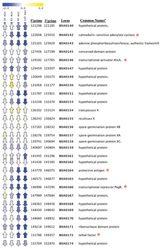 Figure 3 Analysis of pXO1 pathogenicity island gene expression in B. anthracis strain 34F2ΔluxS compared to strain 34F2 using Linear Expression Map (LEM) viewer. Time points are indicated at the top of each column. Arrows indicate the direction of gene orientation. The color scale indicates the log2 changes in expression, according to the scale shown above. Locus ID based on B. anthracis Florida strain A2012. aGenes bolded relate to production or regulation of toxins. bRed asterisk indicates virulence genes.