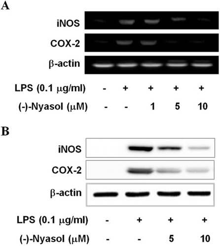 Figure 2.  (A) The effects of (−)-nyasol on LPS-induced iNOS and COX-2 mRNA levels in BV-2 microglial cells. The mRNA expressions of iNOS and COX-2 were examined by RT-PCR. Cells were treated with lipopolysaccharide (LPS) (0.1 µg/mL) in the presence or absence of (−)-nyasol for 6 h. (B) The iNOS and COX-2 protein levels were determined by Western blot analysis. Cells were treated with LPS (0.1 µg/mL) in the presence or absence of (−)-nyasol for for 20 h. The results shown are the representative of three independent experiments.