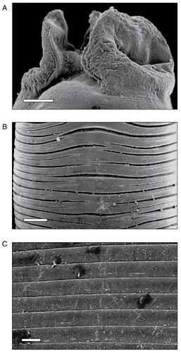 Figure 2.  Scanning electron micrographs of A. galli treated with 20 mg/mL of the ethanol extract of A. oxyphylla stem bark. A) Anterior end with severe deformity, lips collapsed, papillae destroyed and shrunk, and the cuticle wrinkled, × 200 (scale bar, 100  μm). B) Cuticular surface showing irregular rings bearing a number of unusual dark spots, × 270 (scale bar, 200 μm). C) Transverse rings developing external blebs as conspicuous dark blisters, and a ruptured bleb at the left bottom, × 1,000 (scale bar, 50 μm).